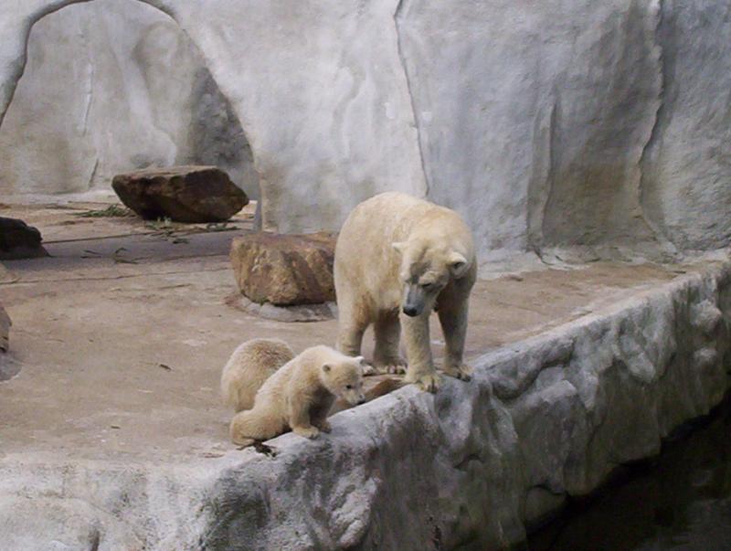 100_3950.JPG.jpg