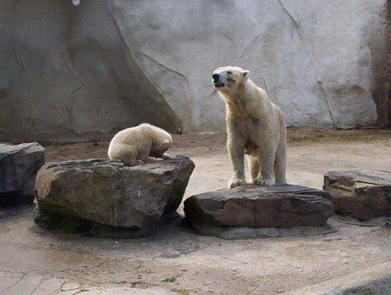100_4037.JPG.jpg
