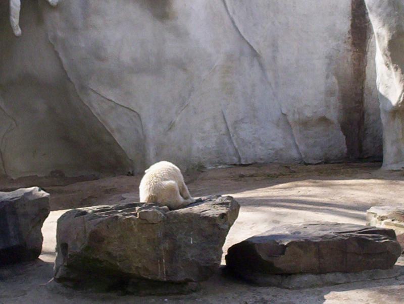 100_4065.JPG.jpg