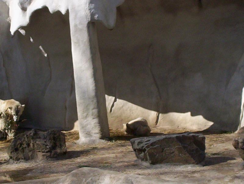 100_4070.JPG.jpg