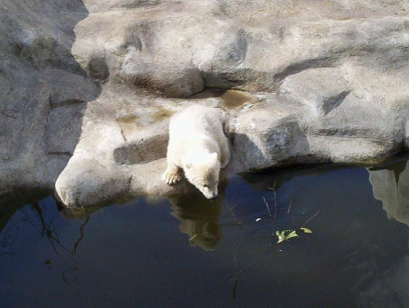 100_4079.JPG.jpg