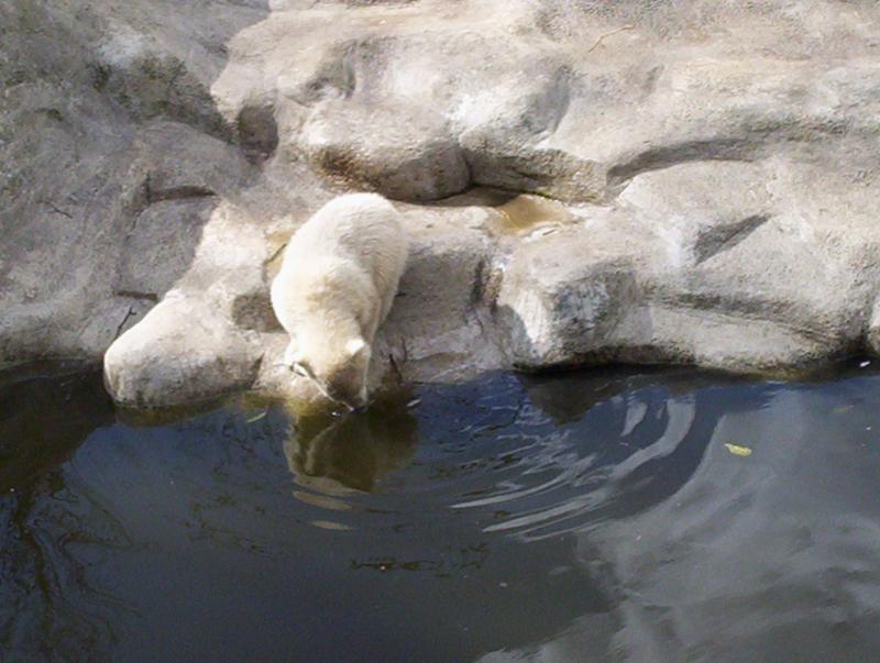 100_4090.JPG.jpg