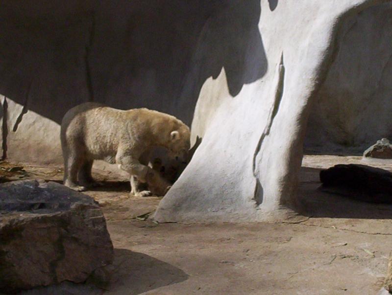 100_4097.JPG.jpg