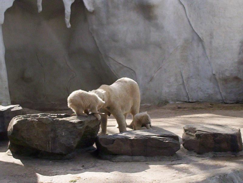 100_4156.JPG.jpg