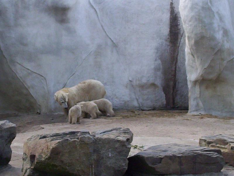 100_4194.JPG.jpg
