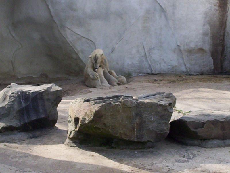100_4198.JPG.jpg